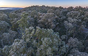 Frozen forest canopy near Lake King William