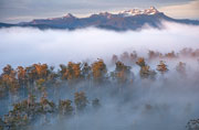 Styx valley forest and Mt Anne