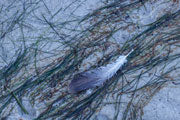 Beach detail, Recherche Bay