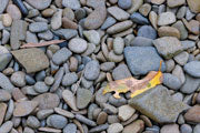 Rock detail, Recherche Bay