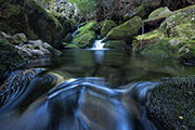 Rainforest stream