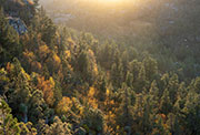 Highland rainforest, Walls of Jerusalem NP