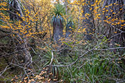 Autumn forest 1