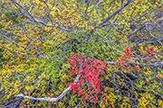 Deciduous beech 1