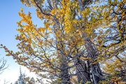 Deciduous beech 2