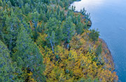 Deciduous beech and pines