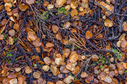 Fagus and pine detail