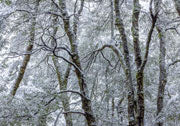 Winter, Walls of Jerusalem NP 1