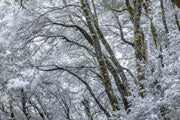 Winter, Walls of Jerusalem NP 2