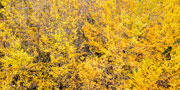 Autumn, Walls of Jerusalem NP 2