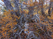 Autumn, Walls of Jerusalem NP 5