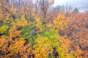 Autumn, Walls of Jerusalem NP 6