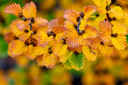 Autumn, Walls of Jerusalem NP 8