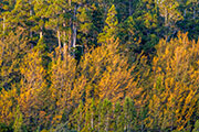 Deciduous beech forest, Wild Rivers NP 1