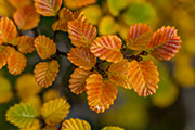 Deciduous beech forest, Wild Rivers NP 2