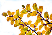 Deciduous beech forest, Wild Rivers NP 3