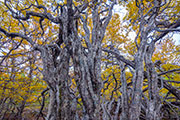 Deciduous beech forest, Wild Rivers NP 4