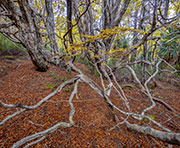 Deciduous beech forest, Wild Rivers NP 5