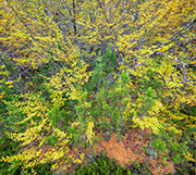 Deciduous beech forest, Wild Rivers NP 6