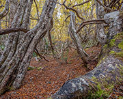 Deciduous beech forest, Wild Rivers NP 7