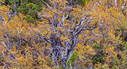 Deciduous beech forest, Wild Rivers NP 8