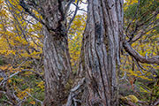 Deciduous beech forest, Wild Rivers NP 9