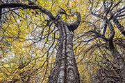 Deciduous beech forest, Wild Rivers NP 10