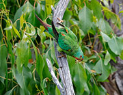 Swift parrot 1, logging coupe SH069E