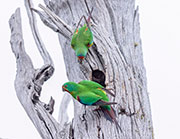 Swift parrots 1, logging coupe SH050B