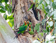 Swift parrots 1, logging coupe SH069E