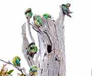 Swift parrots 2, logging coupe SH050B