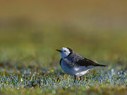 White-fronted chat