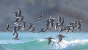 Bar-tailed godwits in flight, Robbins Island