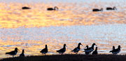 Pied Oyster-catchers, Robbins Island