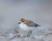 Red-capped plover, Robbins island