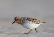 Red-necked stint, Robbins Island