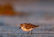 Red-necked stint, Robbins Island