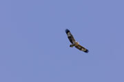 Wedge-tailed eagle