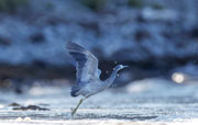 White-faced heron, Tasman Peninsular