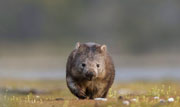 Wombat, Bangor