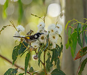 New Holland honeyeater, Kunanyi