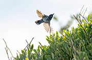 New Holland honeyeater, Wallaby Island