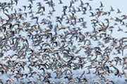 Red-necked stints, Robbins Island
