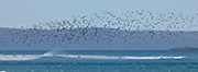 Robbins Island migratory shorebirds