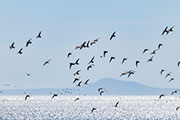 Ruddy turnstones in flight, Boullanger Bay
