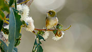 Silvereye, Kunanyi