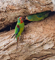 Swift parrots, logging coupe HP029E