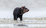 Tasmanian devil, Robbins Island