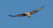 Wedge-tailed eagle, Kangaroo Island