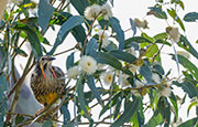Yellow wattle bird, Kunanyi